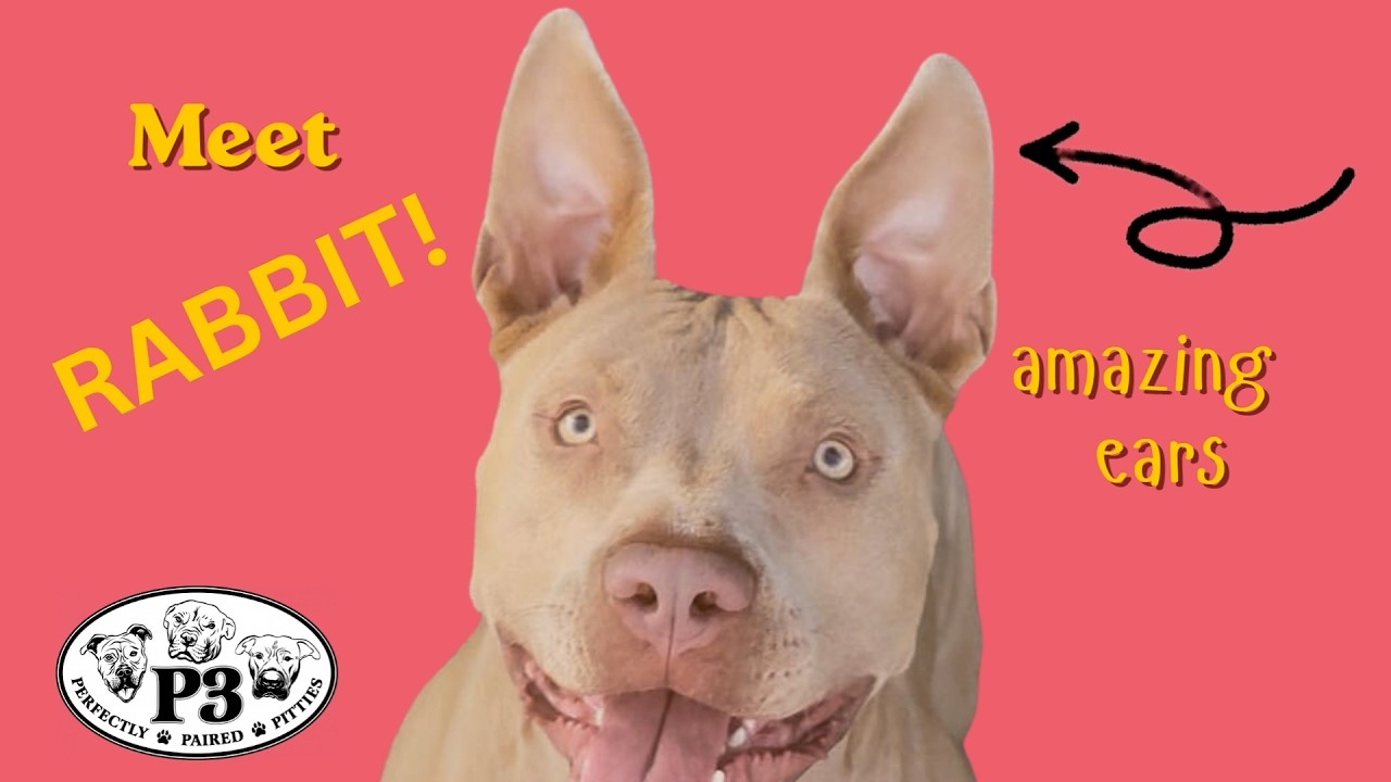 Enlarge Rabbit, a Adoptable Pit Bull Terrier in York, PA video 2/6