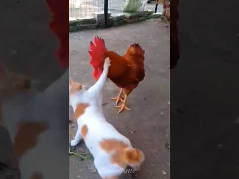 Fighting animals 😘#cat #love #catlovers #youtobeshorts