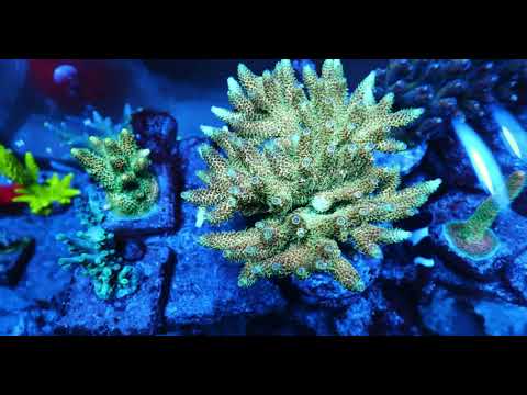 ReeFi Uno 2.0 Pro in Blue to UV Spectrum in 4K