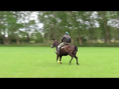 Doma Polo Argentino - Fortune ( M.Medusa x M.Vitico ) 6 meses de doma