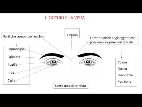 l'occhio e la vista schema