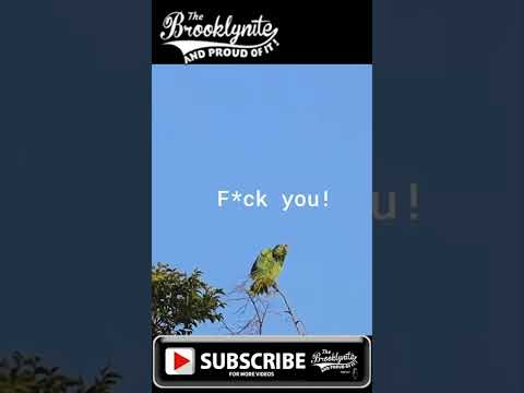LMAO! Funny Birds Fighting! Tony and Ezekiel. What is your name? #funny #funnyshorts #funnyanimals