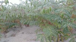 Download lagu Batir ki boli/بٹیر کا شکار #commoquail voice #batir #quail #birds #birdslover #birdsounds #cute mp3