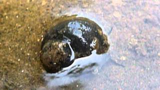 preview picture of video 'Sri Lanka,ශ්‍රී ලංකා,Ceylon,Freshwater Snail,Wasserschnecke,Escargot,'