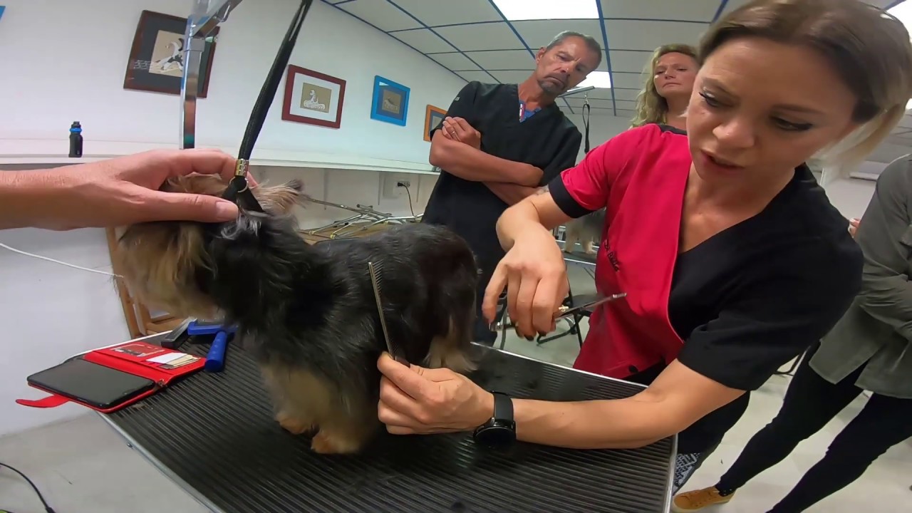 comment réaliser une coupe ciseaux sur poil cheveux type york