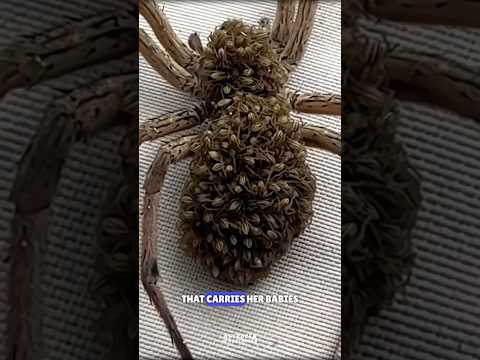 Wolf Spider 🕷️ #science #sciencefacts