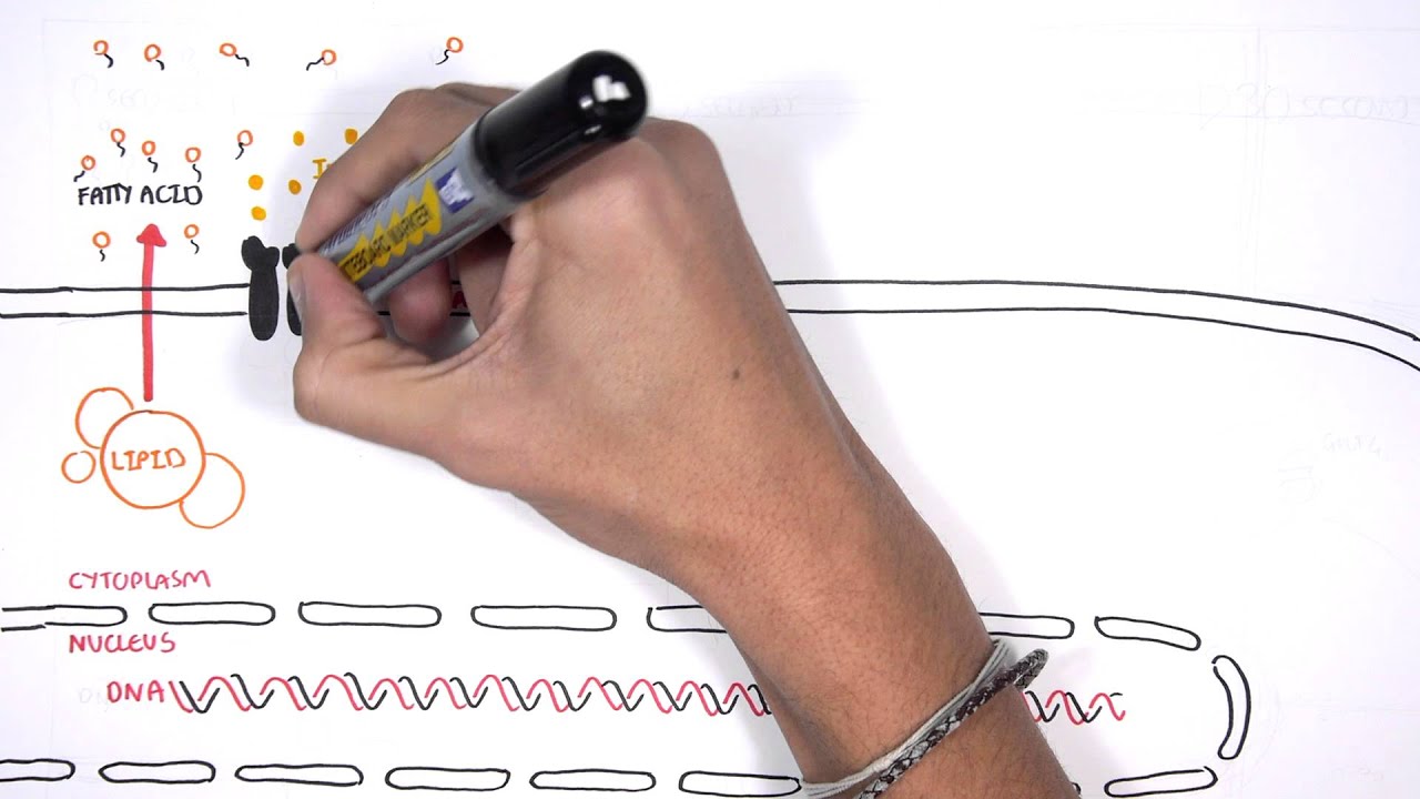 Insulin Signalling Pathway Minardo