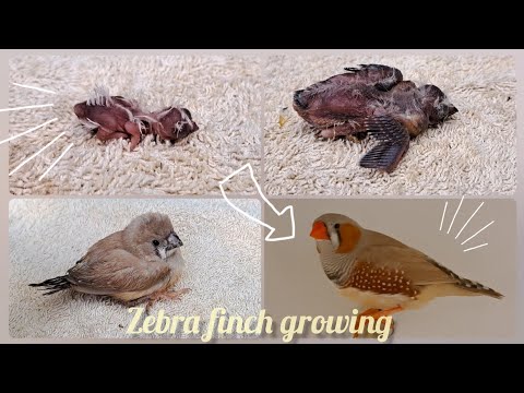 Zebra finch growth stages | Nena's birds