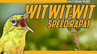 Download lagu 🔴 LIVE masteran PLECI SEJALUR witwitwit speed rapat #plecinembaksejalur mp3