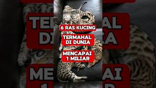 Download lagu 6 Ras Kucing Termahal Di Dunia, Mencapai 1 Miliar mp3