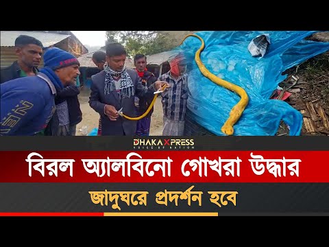 ঝিনাইদহে দেখা দিল বিরল প্রজাতির সাপ