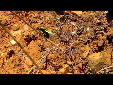 RE: Libelloides baeticus