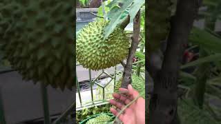 Download lagu DURIAN Montong Dalam Pot Rumah mp3