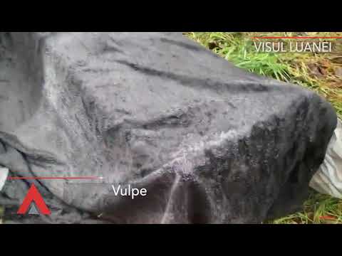 Stiri Mediafax 22 Noiembrie - În România se taie de două ori mai mult lemn decât se declară