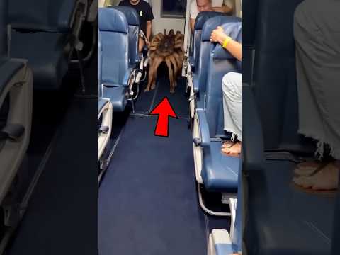 This Got On The Plane While They Were Traveling! 😰