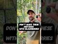 Don’t Make These Mistakes When Growing Blackberries #shorts #growyourownfood #berries #blackberries