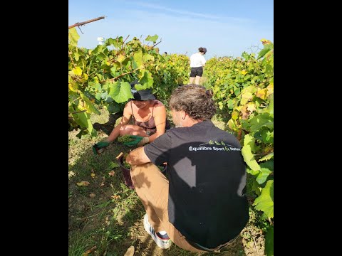 Vendanges manuelles BIO au Domaines Landron La Haye Fouassiére Vignoble de Nantes