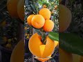 the oranges