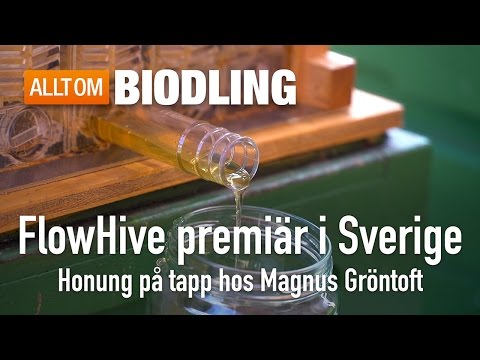 Flow Hive premiär i Sverige - Bikupa - Biodling