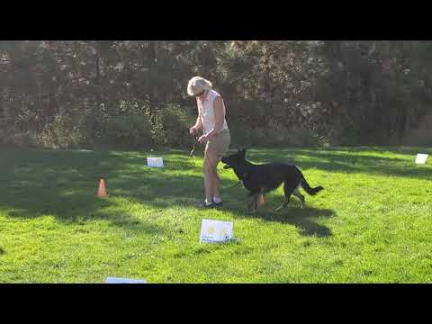 Tanna Ragan & DeeDee v.d. Gnadehund, GSD, Rally Novice, Course 4