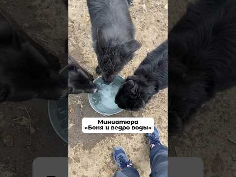 Боня из приюта Щербинка потихоньку готовится к летней жаре и репетирует охладительные процедуры 😂
