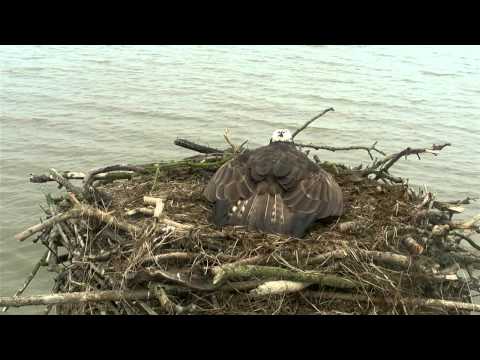 Female Osprey mantling at intruder