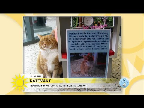 Katten Molle hälsar kunderna välkomna till matbutiken – "Många kommer fram och klappar och gosa