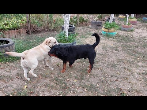 SOCIALIZARE LABRADOR 1 AN   ROTTWEILER 7 ANI