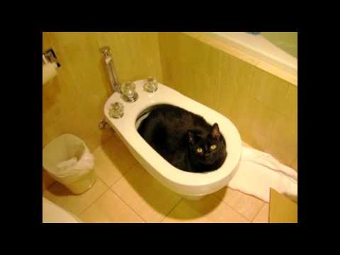 James Acaster uses the toilet in his singing teacher's house - Classic Scrapes