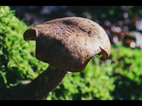 Rothaarsteig 2019.11.17