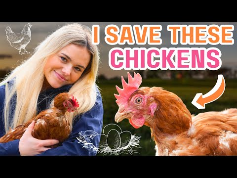 I rescue chickens from the egg laying industry - This Esme