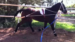 Thumper lunging 9/9/2012