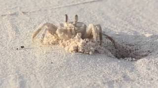 Ghost crab digging nest and feeding north coast egypt سرطان البحر الشبح يحفر العش الخاص به