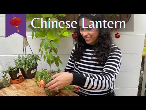 Red Tiger Abutilon or Chinese Lantern Gifting