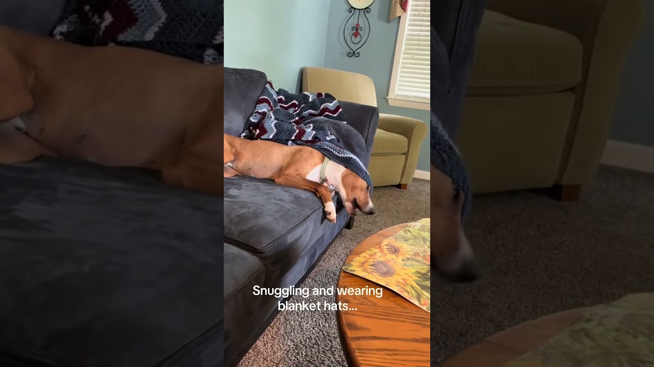 Humphrey, a Adoptable mixed breed in Princeton, MA video 6/6