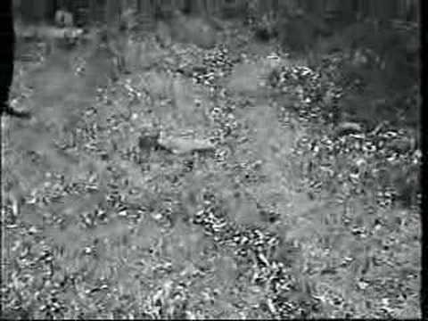 Ain't No Deny'n the Problems that Come With Gangs