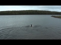 Swimming Dogs Mp4