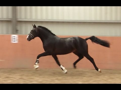 3. Ponyforum Hengsttage NITRO v. Nuno - Marienhofs Vouyou