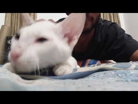 My Cat enjoying NAJA - PAV DHARIA