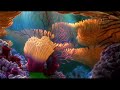 REUPLOAD Finding Nemo UK DVD Menu Walkthrough Disc 1