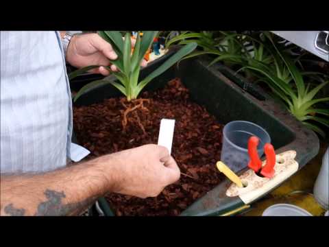 Re potting a Paphiopedilum orchid and introduction to Paphiopedilum roots