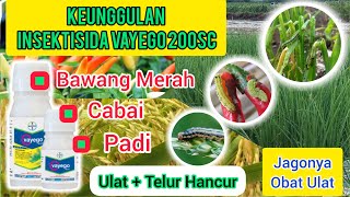 The Benefits of Vayego 200SC Insecticide for Rice, Shallot, and Chili Plants.