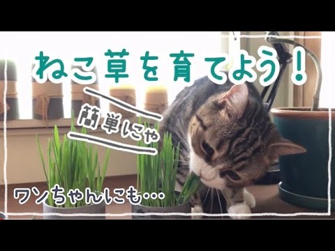 猫草 植物