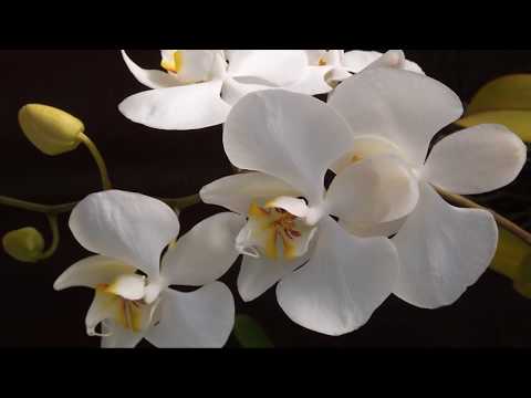 Puiu Chibici si Ramona Ibanescu - Din a cerului marire