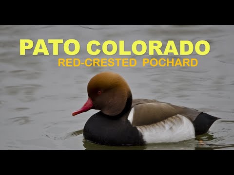 PATO COLORADO | RED-CRESTED POCHARD | Netta rufina