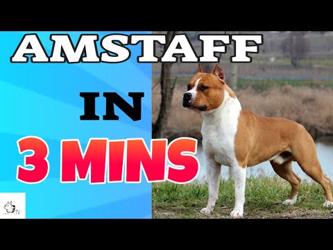 AMSTAFF Dog Breed in 3 Minutes (2021)!  About the American Staffordshire Terrier in short!