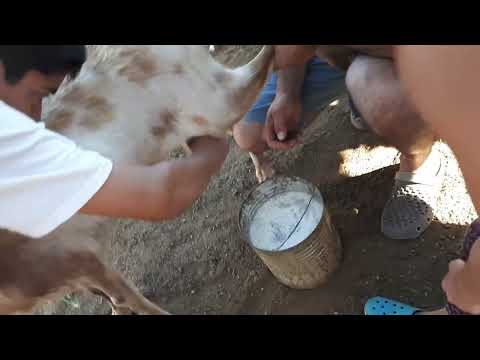 ordenando las cabras !!! alto de los quebrachos,  córdoba
