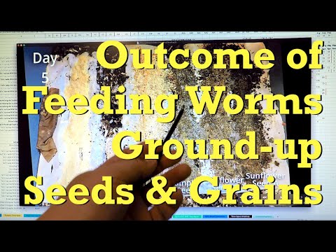 Ground seeds & grains test in red wiggler worm bin - vermicompost