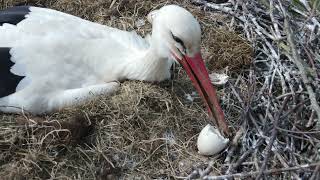 Hatching white storks