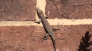 Lizard at church